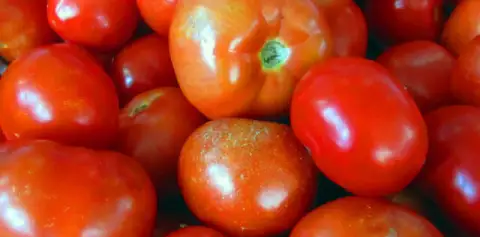 Farmers Market Santa Elena