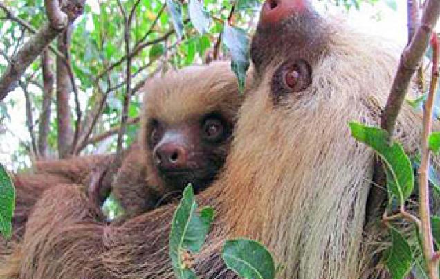 Kids Activities<br> Monteverde Costa Rica