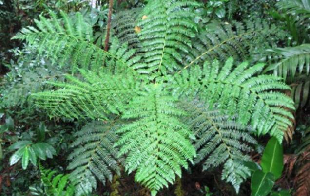 Monteverde Costa Rica Weather