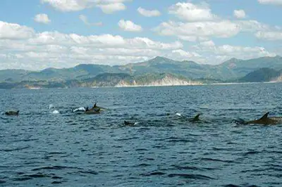 Dolphin Tours in Samara Costa Rica