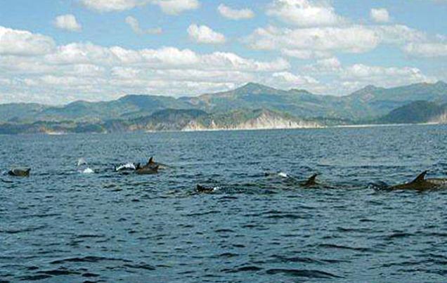 Dolphin Tours in Samara Costa Rica