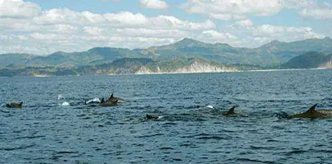 Costa Rica Dolphins