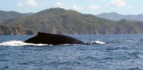 Costa Rica Dolphins