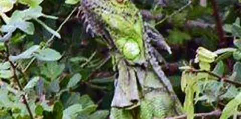 Palo Verde Guanacaste