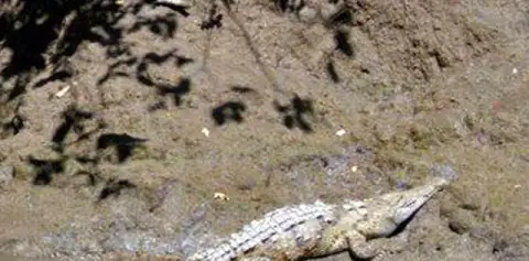 Palo Verde Guanacaste