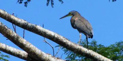 Birding Samara
