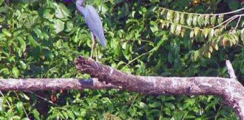 Birding Samara Costa Rica
