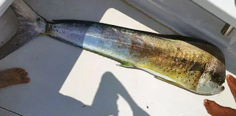 Sport Fishing Samara