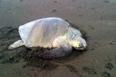 Turtle Tours in Camaronal Near Samara Beach