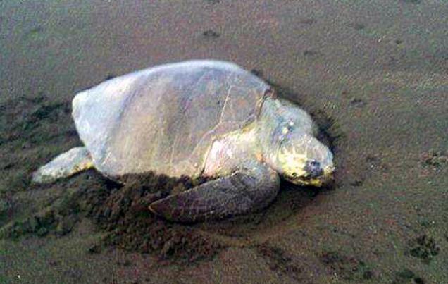 Turtle Tours in Camaronal Near Samara Beach