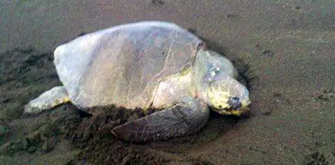 Turtle Tours
