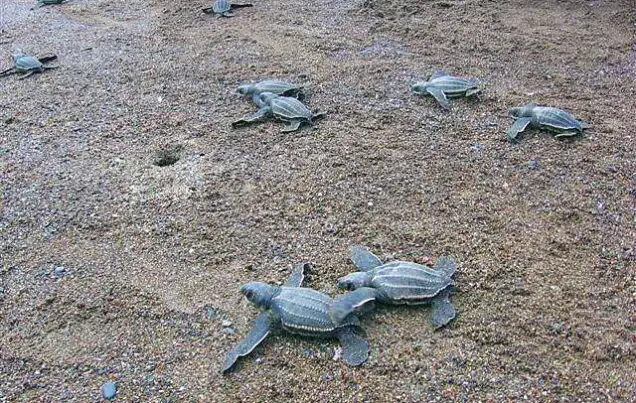Turtles Tour in Costa Rica