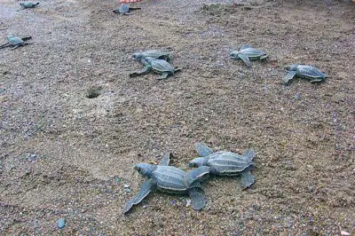 Turtles Tour in Costa Rica