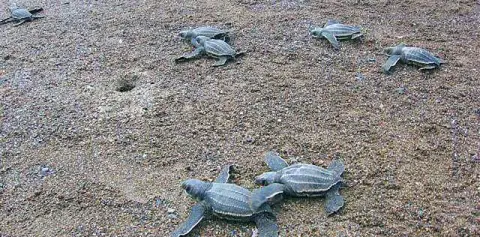 Turtles in Costa Rica