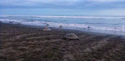 Turtle Tours from Samara