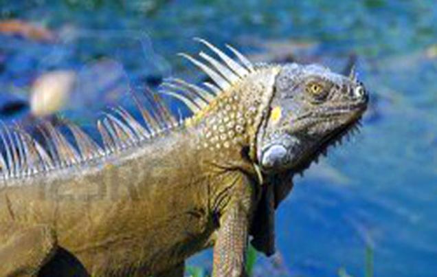 Costa Rica Flora and Fauna