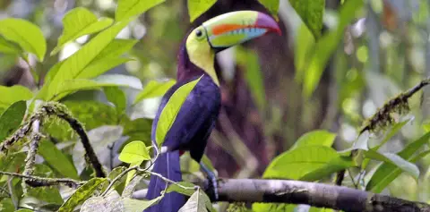 Tucan Tortuguero
