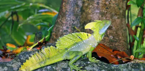 Tortuguero 2 Day Tour
