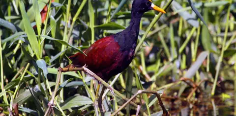 Tortuguero Wildlife