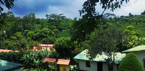 Doka Coffee Plantation Costa Rica