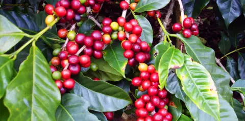 Doka Coffee
