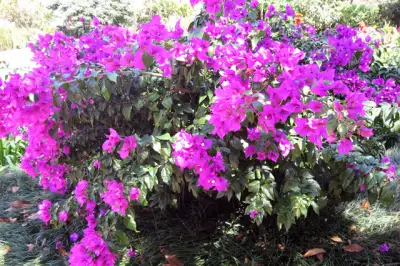 Irazu Volcano, Lankester Gardens, Orosi Costa Rica