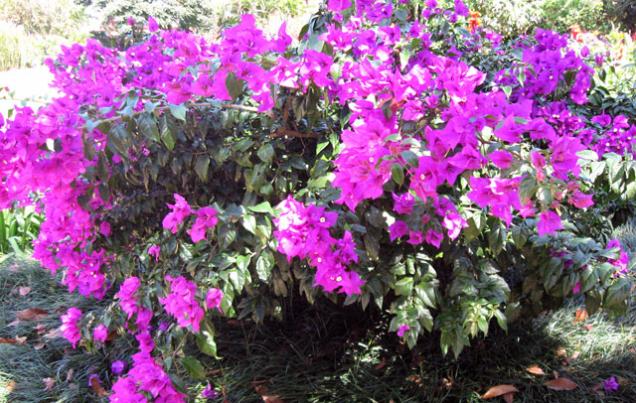 Irazu Volcano, Lankester Gardens, Orosi Costa Rica