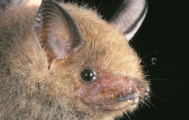 Bat Jungle Costa Rica