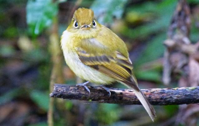 Bird Watching Tours Monteverde Costa Rica
