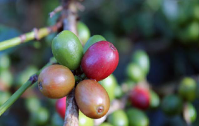 Coffee, Chocolate, Sugar Cane Tours