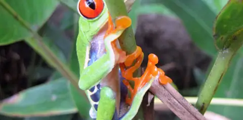 Frog Pond El Renario Monteverde