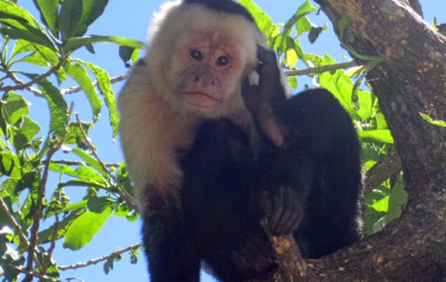 Costa Rica 7 Days of Paradise, Beach and Mountains