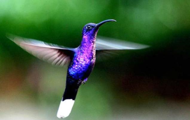 Monteverde Tours Terms and Conditions