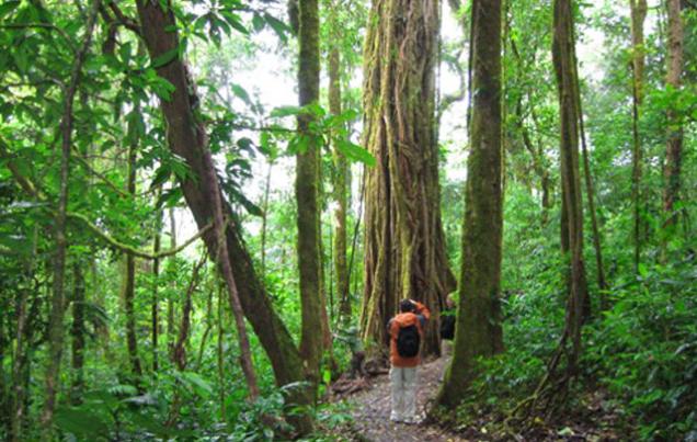 Best things to do in Monteverde Costa Rica