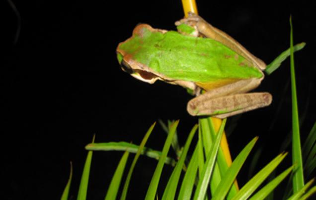 5 Day Trip Costa Rica Monteverde and Arenal Volcano