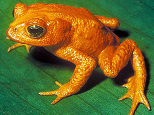 Spirit of Monteverde