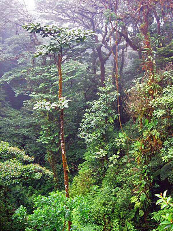 Monteverde Costa Rica Costa Rica Monteverde