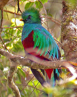 The Famous Quetzals of Monteverde The Famous Quetzals of Monteverde Costa Rica