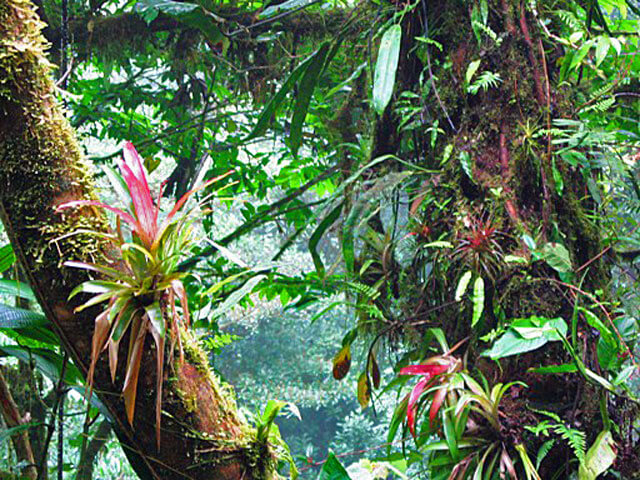 Monteverde Cloud Forest The Monteverde Cloud Forest